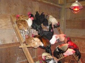 Chickens at roosting hour